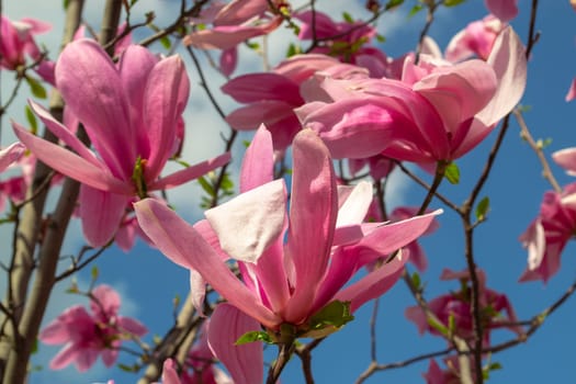 Gentle pink Magnolia soulangeana Flower on a twig blooming against clear blue sky at spring