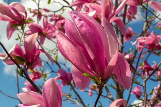 Gentle pink Magnolia soulangeana Flower on a twig blooming against clear blue sky at spring