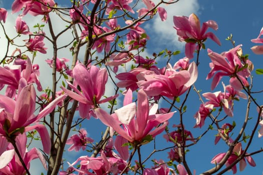 Gentle pink Magnolia soulangeana Flower on a twig blooming against clear blue sky at spring