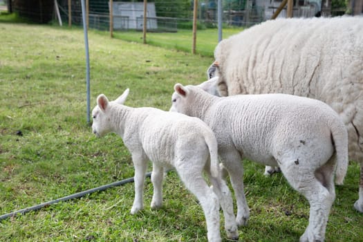 a fat white sheep with thick white wool on green grass with small lambs, a four-legged farm animal that chews its cud, the concept of ecological livestock grazing on natural forages,High quality photo