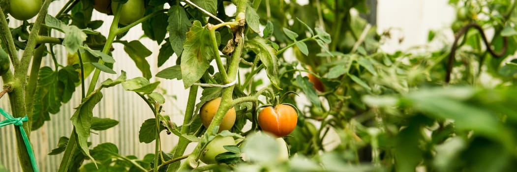 Tomatoes are hanging on a branch in the greenhouse. The concept of gardening and life in the country.