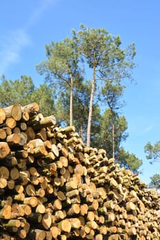 Deforestation environmental problem forest destroyed row of logs