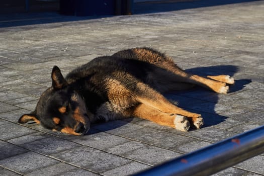 Homeless mongrel big dog lies on the sidewalk and raised his head. Homeless animals. Pets.