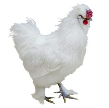 Amazing fluffy white chicken. Breed Chinese silk, very unusual birds. Isolated on white background.