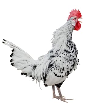 Chicken rooster cock isolated over white background. Singing cock