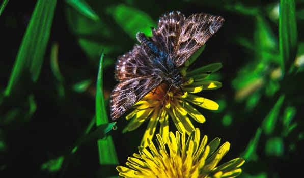 Close up image of a small brown butterfly, with spread wings sitting on yellow dandelion flower growing on a ground