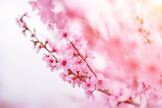 A peach blooms in the spring garden. Beautiful bright pale pink background. A flowering tree branch in selective focus. A dreamy romantic image of spring. Atmospheric natural background.