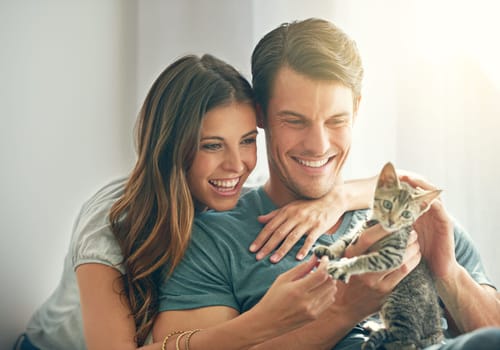 Kitten, love or happy young couple play and in their home. Support or caring, smiling people with animal and happy family with cat pet spending quality or bonding time in living room at house.