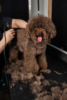 A woman trims a brown curly dog with an electric razor in a grooming salon. Poodle and lapdog mix