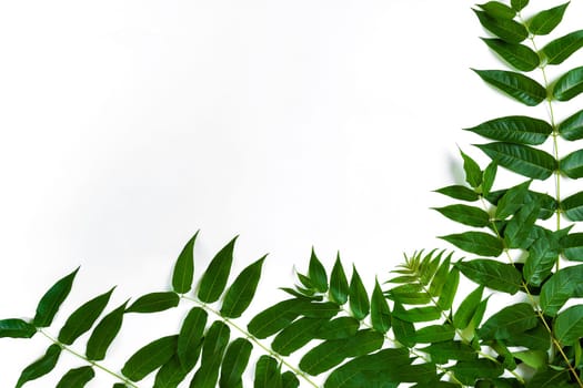 Green leaf branches on white background. flat lay, top view. Copy space. Still life