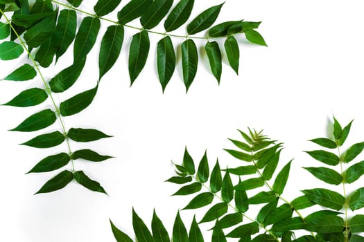 Green leaf branches on white background. flat lay, top view. Copy space. Still life
