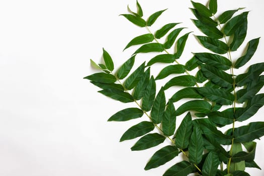 Green leaf branches on white background. flat lay, top view. Copy space. Still life