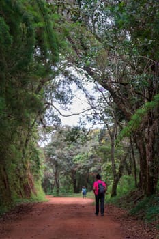 Two hikers are walking through a dense jungle, barely visible, as if in a tunnel of living nature.