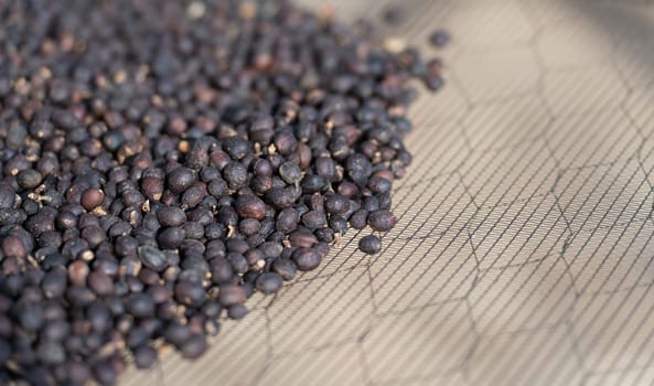 Close-up view of dark coffee berries in a drying rack with blurred background, perfect for food and agriculture concepts.