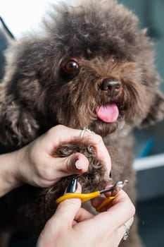 Woman trimming dog's claws in grooming salon