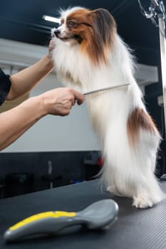 Caucasian woman dries the dog. Papillon Continental Spaniel in the grooming salon