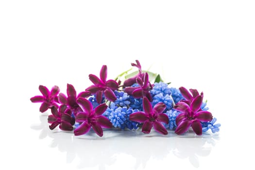 cute spring little colored flowers isolated on white background