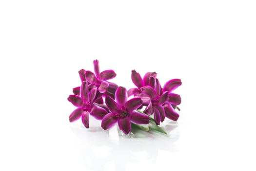 cute spring little colored flowers isolated on white background