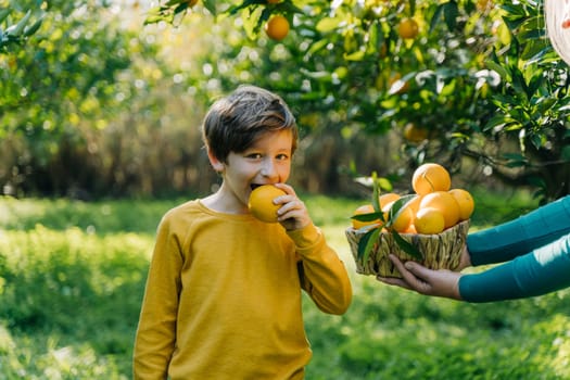 School boy kid child in yellow sweatshirt eating ripe organic juicy orange from wicker basket full of citruses that a woman mother mom holds. Family sharing oranges in the orchard garden orangery