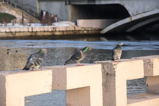 Pigeons sitting on a parapet by the river close up