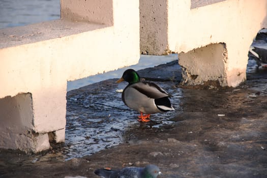 Duck walks along the embankment in winter close up