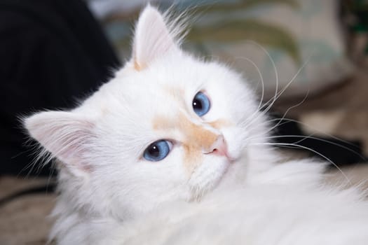 White cat with blue eyes close up portrait