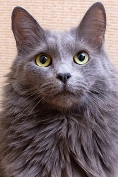 Gray fluffy big cat at home, close up portrait