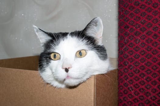 White fat cat sitting in a box close up