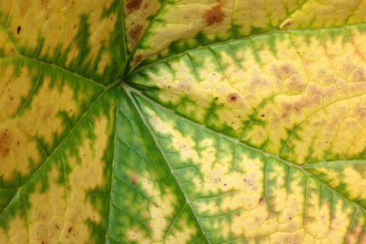 Extreme close-up of an autumn leaf of an Norway Maple (Acer platanoides). Yellow and green natural texture as background