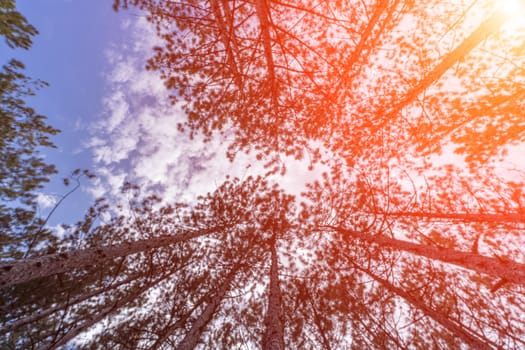 forest with a view from the bottom of the tree canopy, a photograph showcases the peaceful and calming atmosphere of a forest, inviting viewers to immerse themselves in natur