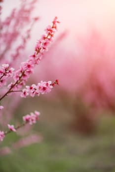 A peach blooms in the spring garden. Beautiful bright pale pink background. A flowering tree branch in selective focus. A dreamy romantic image of spring. Atmospheric natural background.