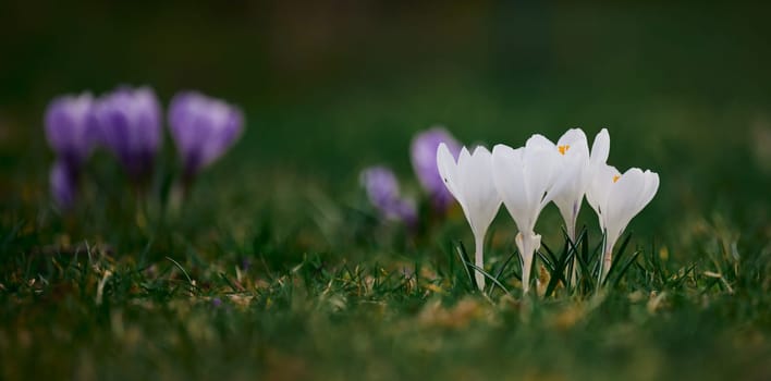 Blooming white crocuses with green leaves in the garden, spring flowers