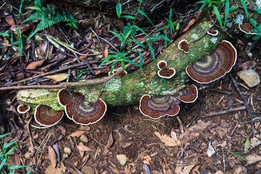 Vibrant and symmetrical mushroom circles sprouting from a decaying jungle trunk in a mesmerizing display of natural math