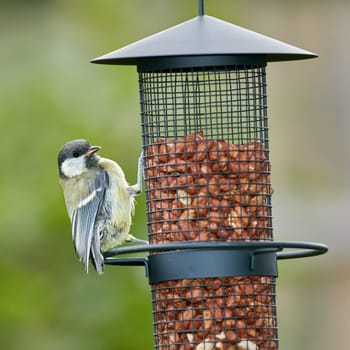 The Great Tit - Parus major. The Eurasian blue tit is a small passerine bird in the tit family Paridae. The bird is easily recognisable by its blue and yellow plumage