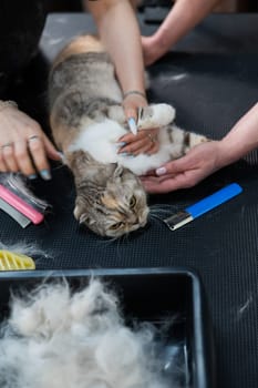 Women are combing a striped gray cat. Fast shedding service in the grooming salon