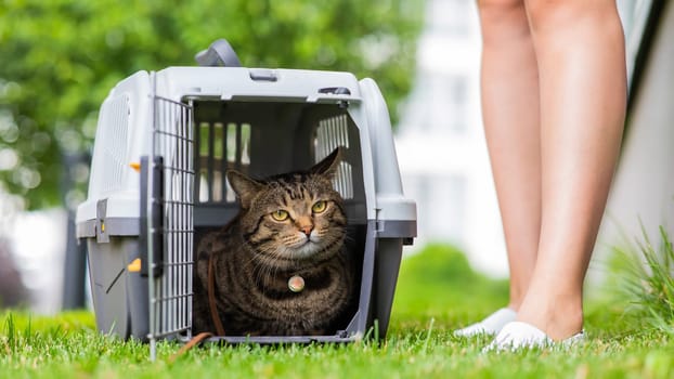 A gray striped cat lies in a carrier on the green grass in the open air next to the feet of the owner