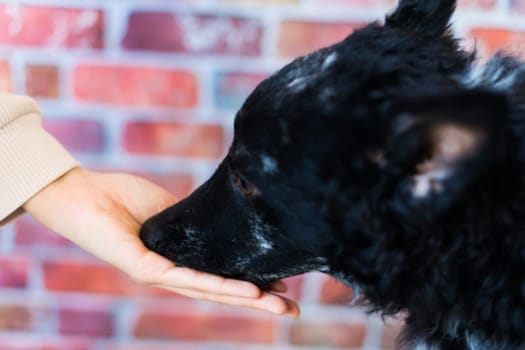 Woman feeding mudi dog on a studio or at home, closeup