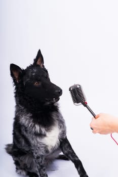 Beatiful mudi dog singing into microphone in studio ehite background