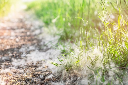 Pooh of poplar covered the ground, plants and grass in summer like white snow.