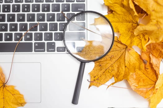dry autumn leaves and laptop and magnifying glass.