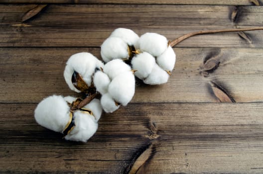 A branch of cotton on a dark wooden table. A branch of white cotton on a dark wooden table close-up.