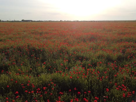 Red poppies field. Aerial view on large field of red poppies and green grass at sunset. Beautiful field scarlet poppies flowers in motion blur. Glade of red poppies. Papaver sp. Nobody