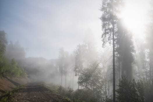 Fog in the forest. Misty forest morning light in sunny forest. download photo. download photo
