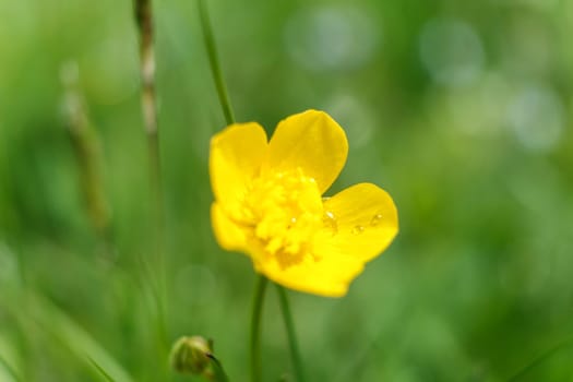 yellow flower in spring, blooming yellow flower. download photo