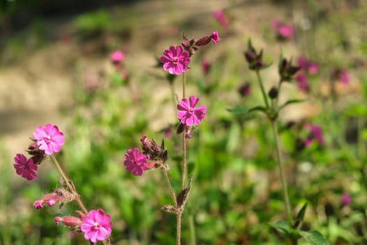 Red Campion Flower In nature. Red campion, Silene dioica, male plant flowers of wild hedgerow dioecious plant in spring. download photo