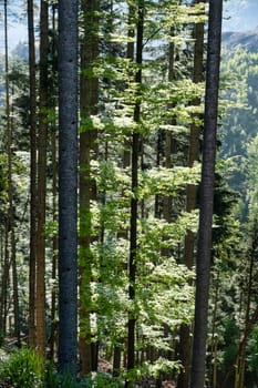 Trees in the forest. Beautiful summer forest with trees. Vertical image. download photo