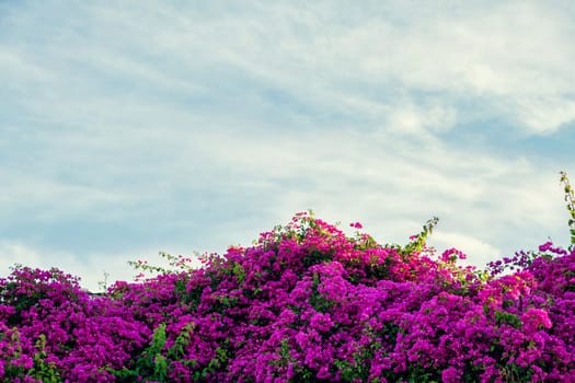 Beautiful bougainvillea blossom over blue sky. download photo