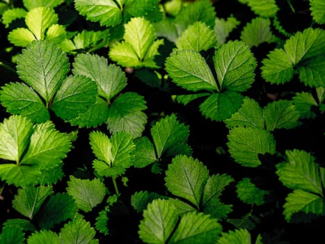 The Mock Strawberry plant for ground cover in the garden