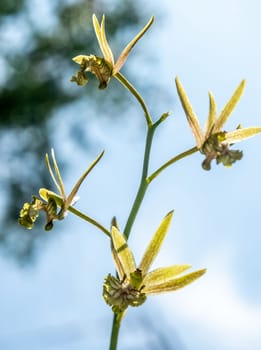 Small Orchid flowers of Eulophia Andamanensis Ground Orchid on the sky background