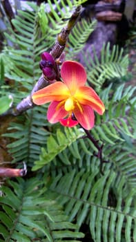 Spathoglottis plicata Ground orchid and Fern Leaf